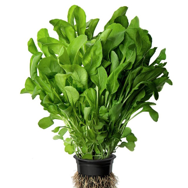 Rucola Price