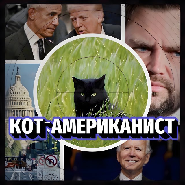Кот-американист