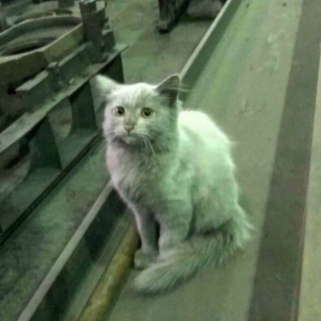 триша