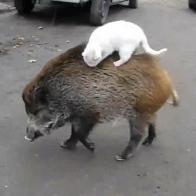 Компостный бот